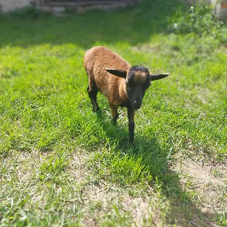 Rangetiner - Urlaub Am Bauernhof