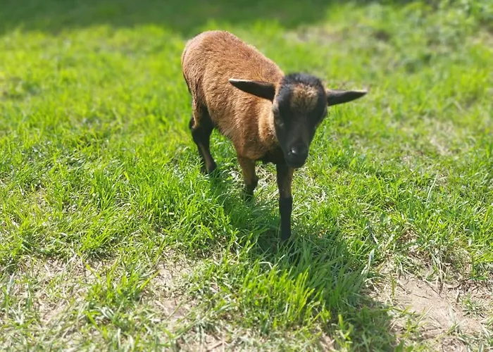Rangetiner - Urlaub Am Bauernhof